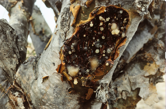 The ULTIMATE Guide to Biblical Frankincense for Christians