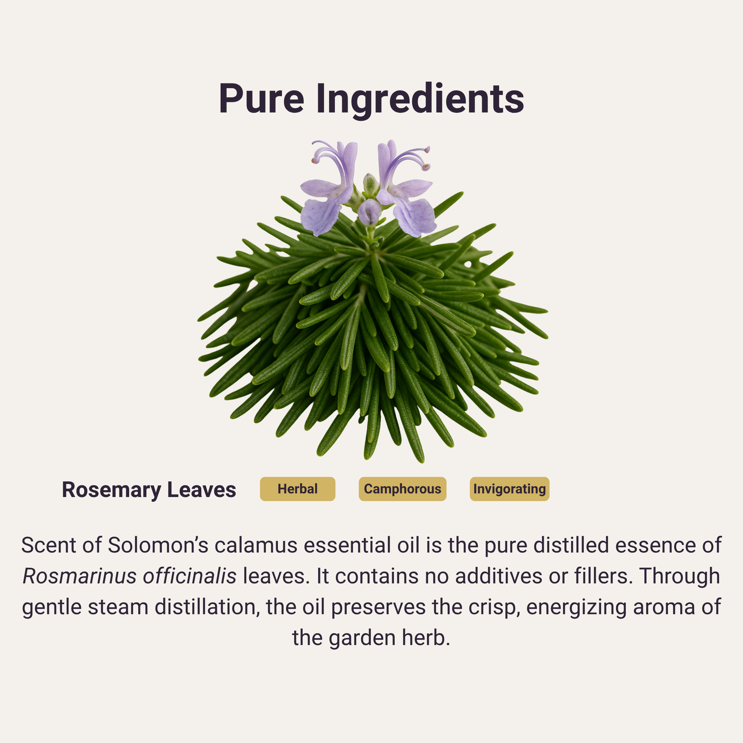 Rosemary Pure Essential Oil