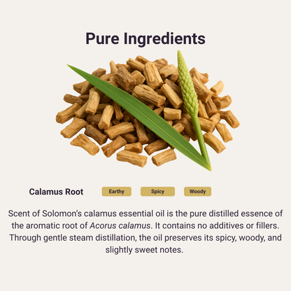 Calamus Pure Essential Oil