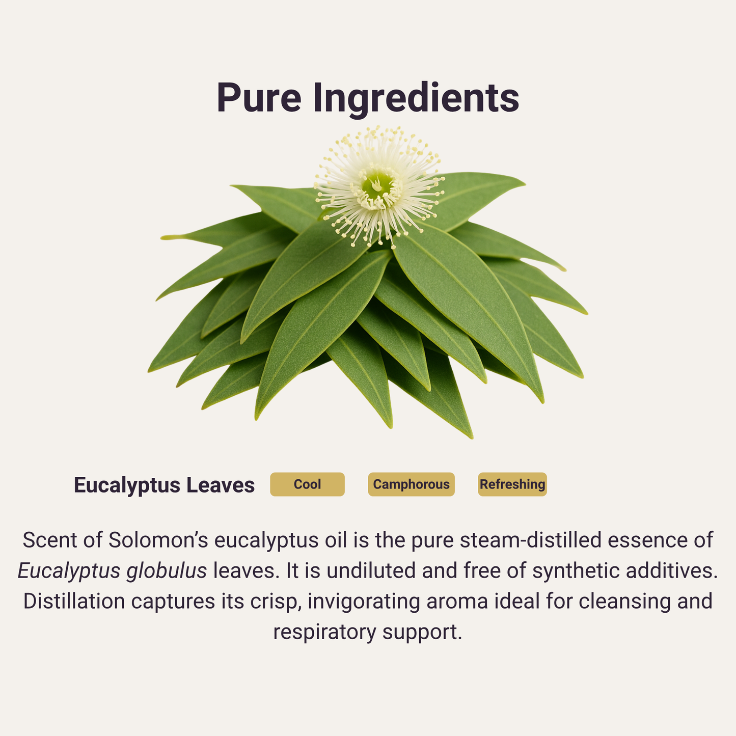 Eucalyptus Pure Essential Oil