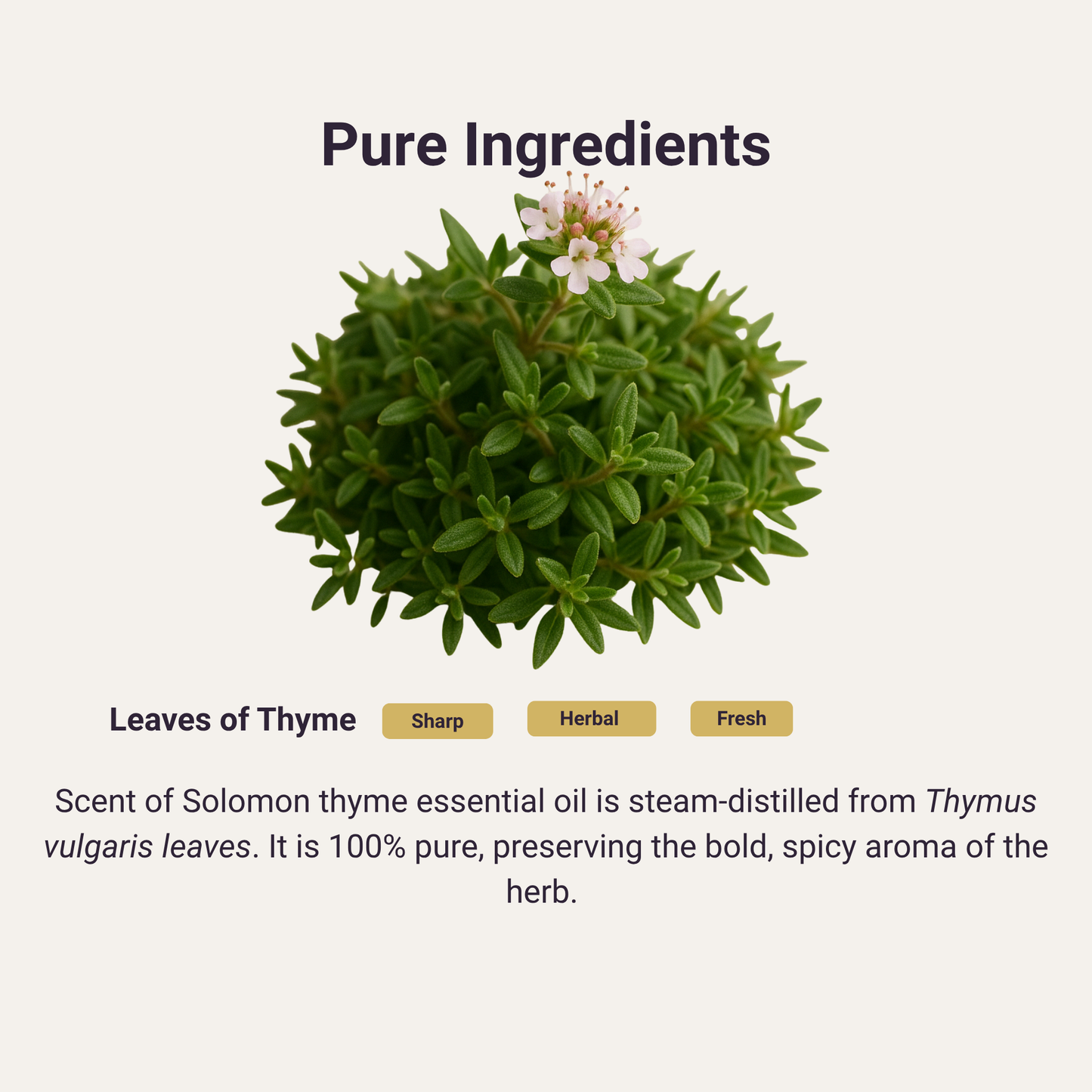 Thyme Pure Essential Oil