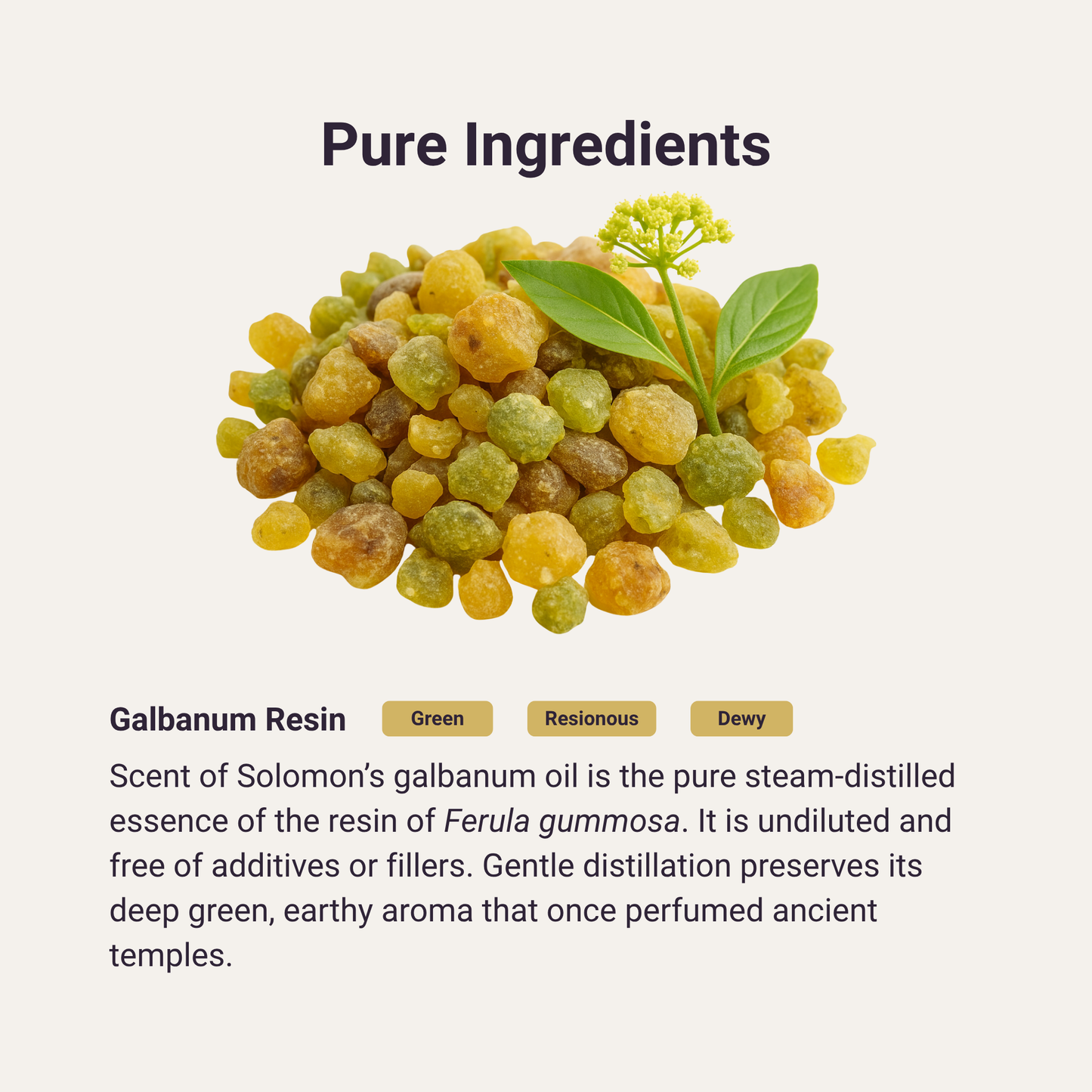 Galbanum Pure Essential Oil