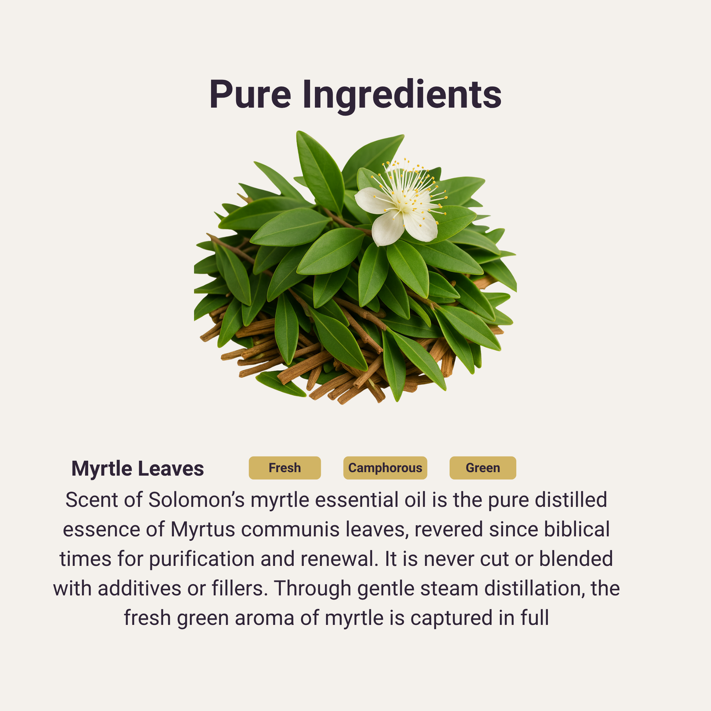 Myrtle Pure Essential Oil