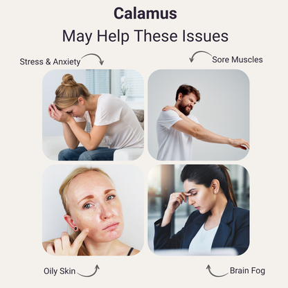 Calamus Pure Essential Oil